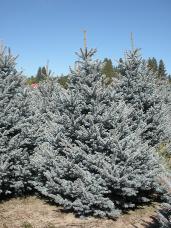 Colorado Spruce